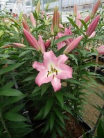 [5220 Super Master VZ No01.JPG]